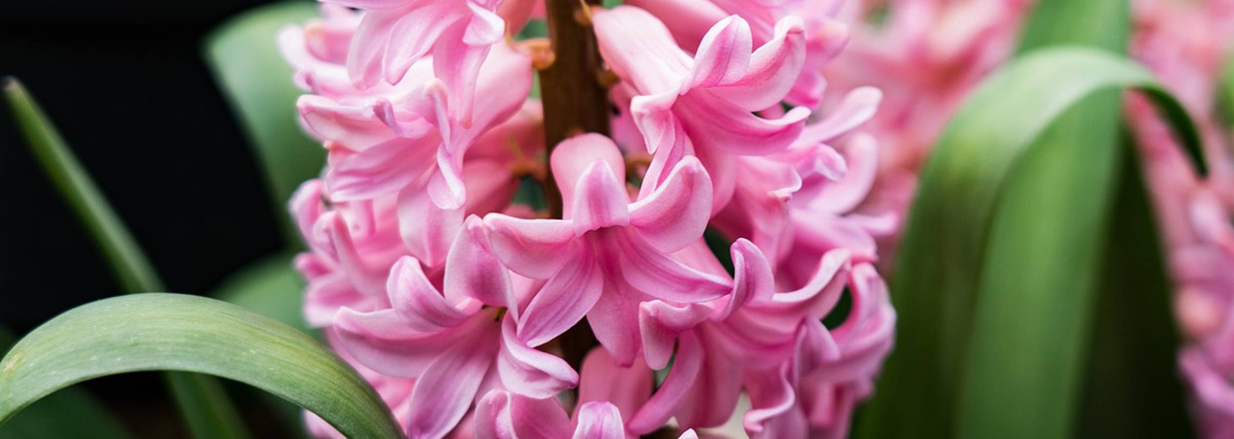Primo piano di un fiore di giacinto rosa con foglie verdi.
