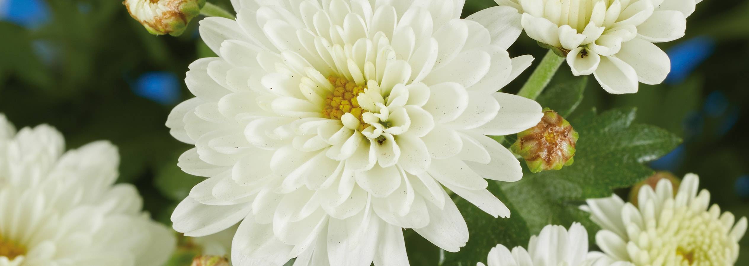 Primo piano di un fiore di crisantemo bianco con un centro giallo e boccioli.