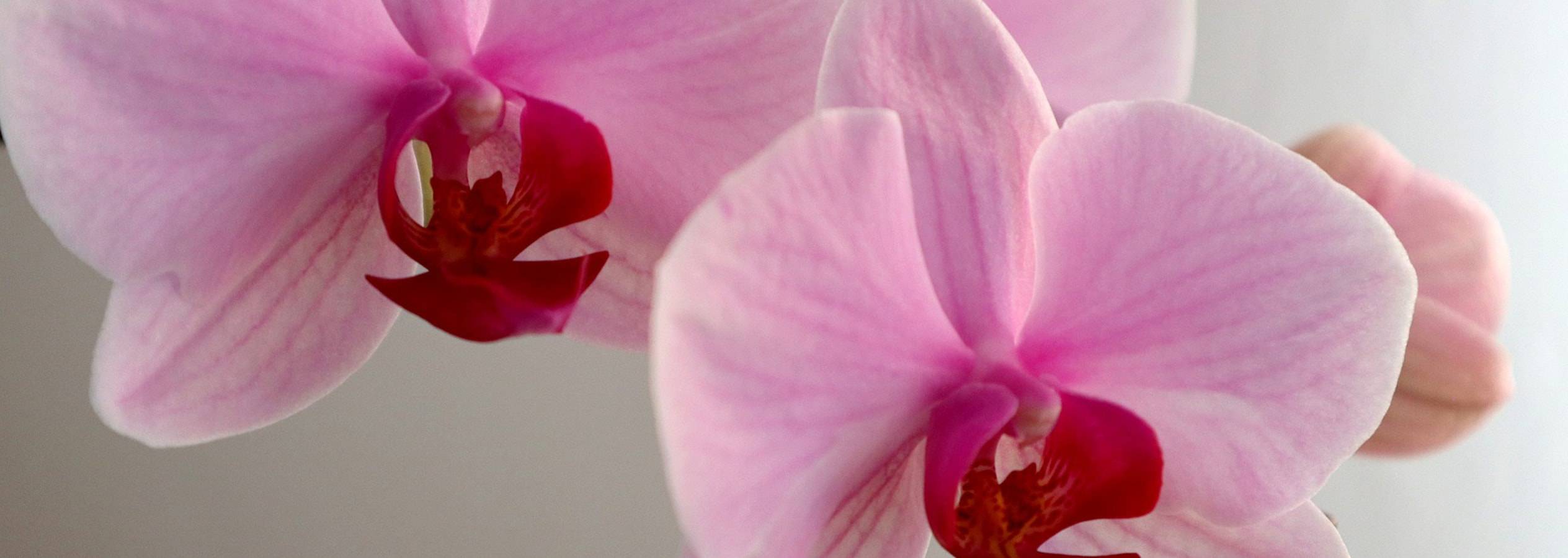 Zwei rosa Orchideen mit roten Zentren auf hellem Hintergrund.