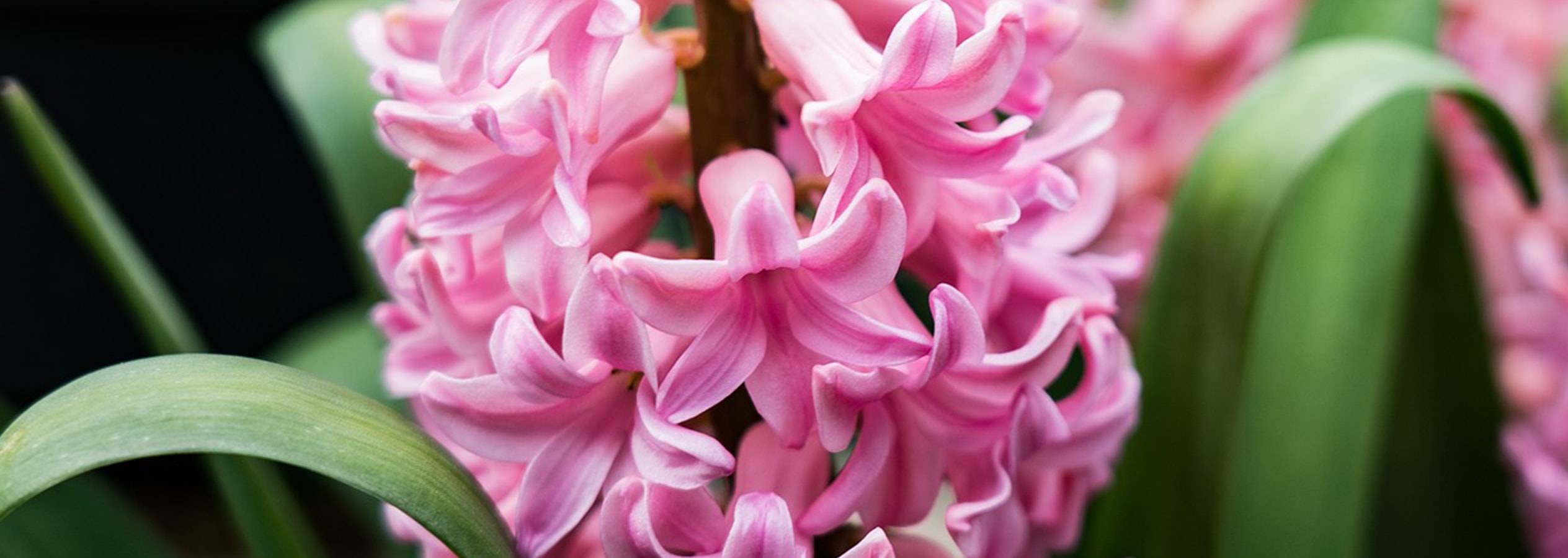 Nahaufnahme einer leuchtend rosa Hyazinthenblüte mit grünen Blättern.