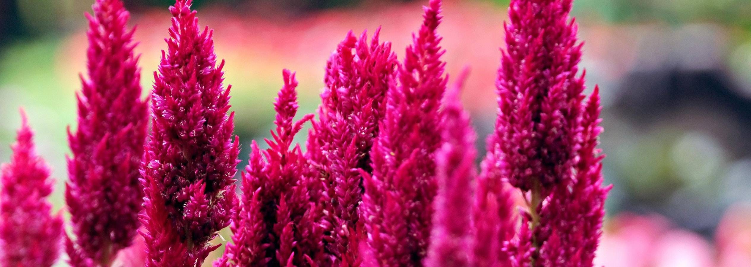 Leuchtend fuchsiafarbene Feder-Celosia-Blüten in einem Garten.