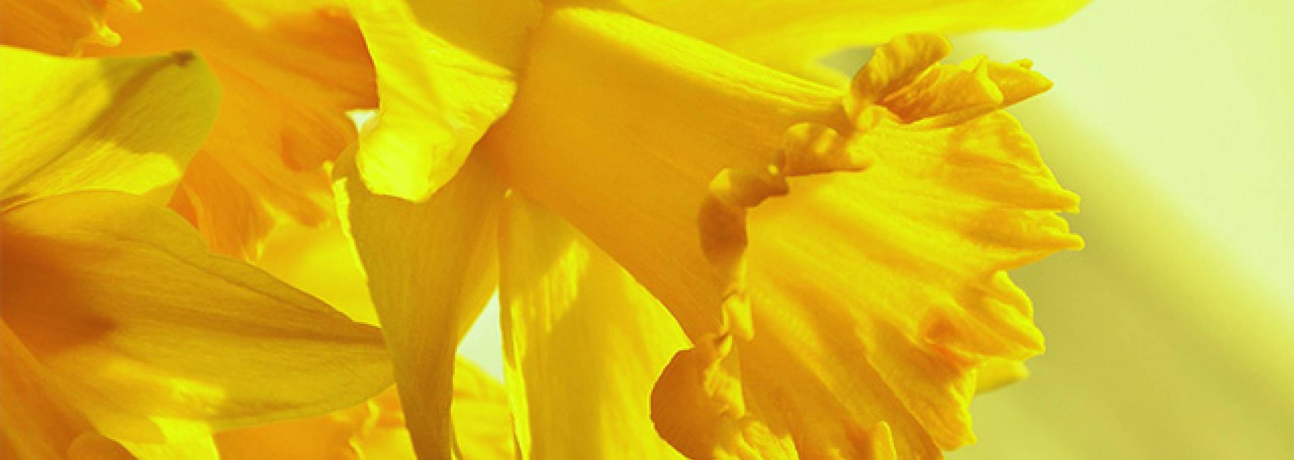 Gros plan de jonquilles jaunes lumineuses.