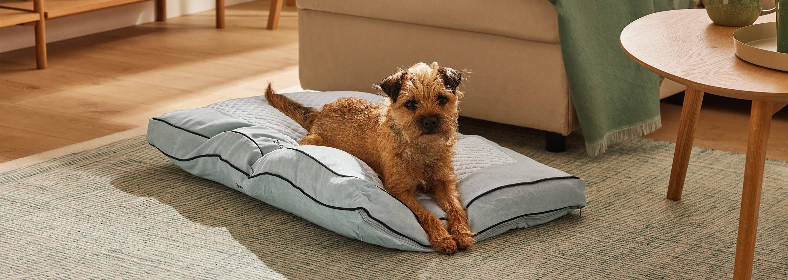 Ein Border Terrier liegt entspannt auf einem bequemen, hellblauen Hundekissen.