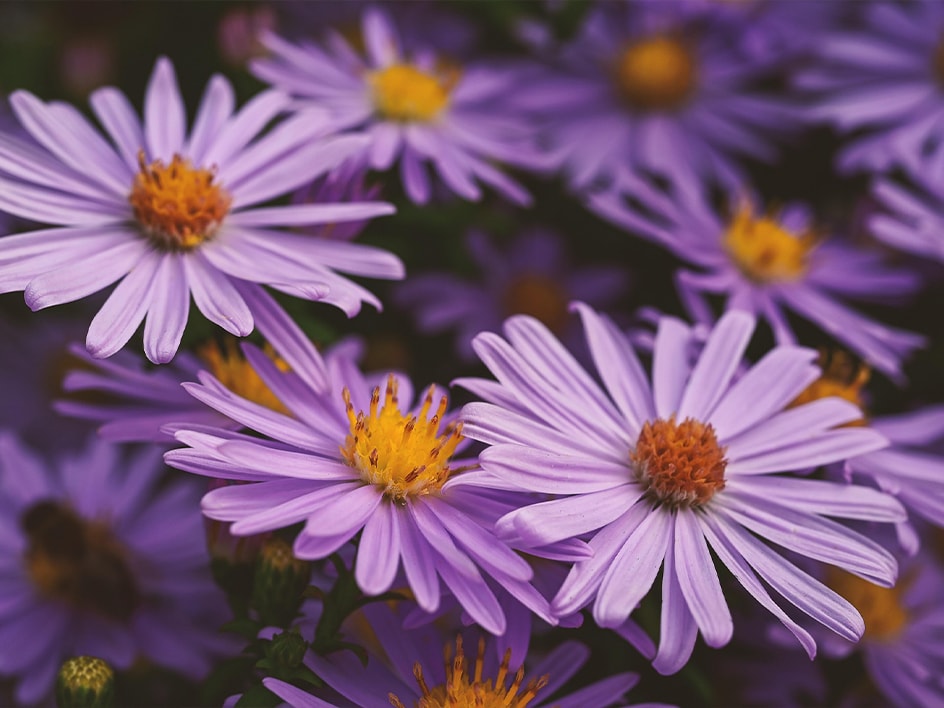 Nahaufnahme von wunderschönen violetten Astern in voller Blüte.