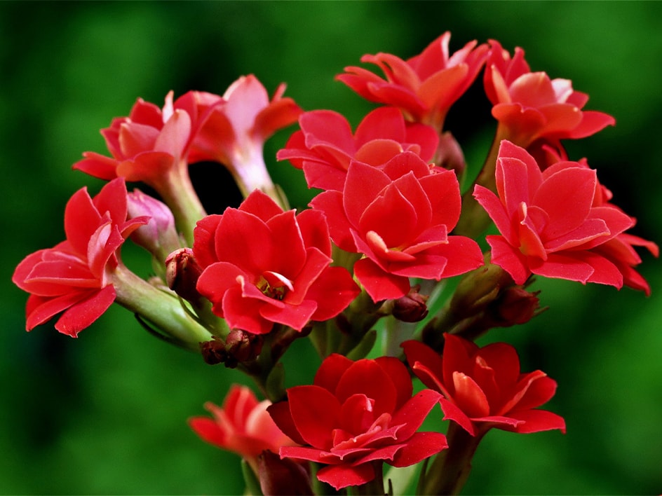 Nahaufnahme eines Straußes leuchtend roter Blüten.