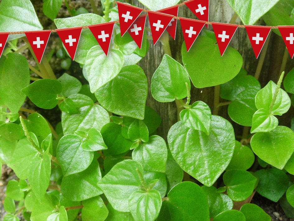 Piante verdi decorate con bandierine svizzere.