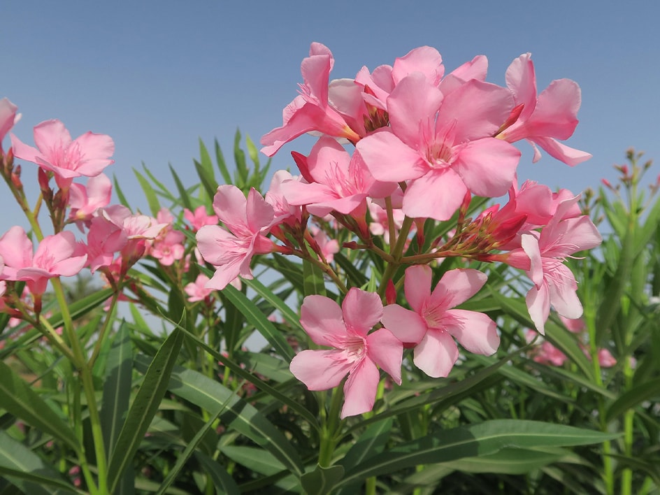 Fiori rosa di oleandro in fiore sotto un cielo azzurro.