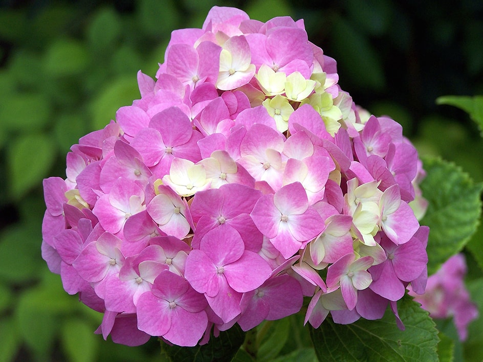 Ein Strauß rosa und cremefarbener Hortensien in voller Blüte.