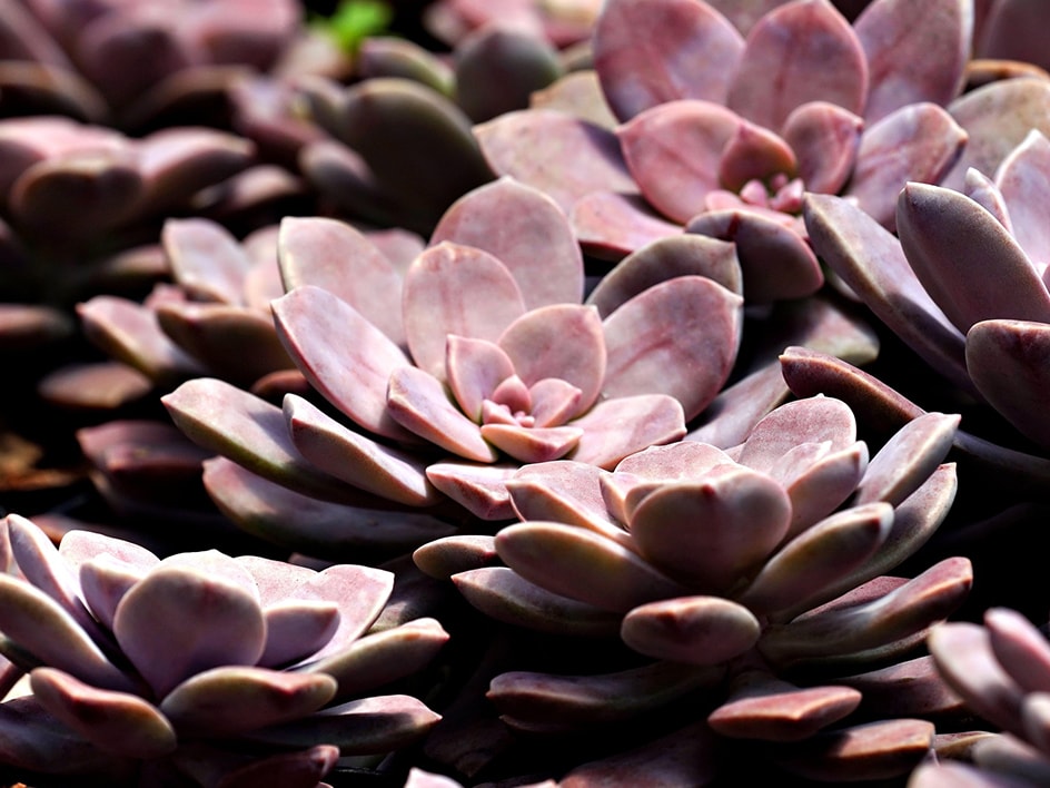 Gros plan sur de nombreuses plantes grasses rose-brun.