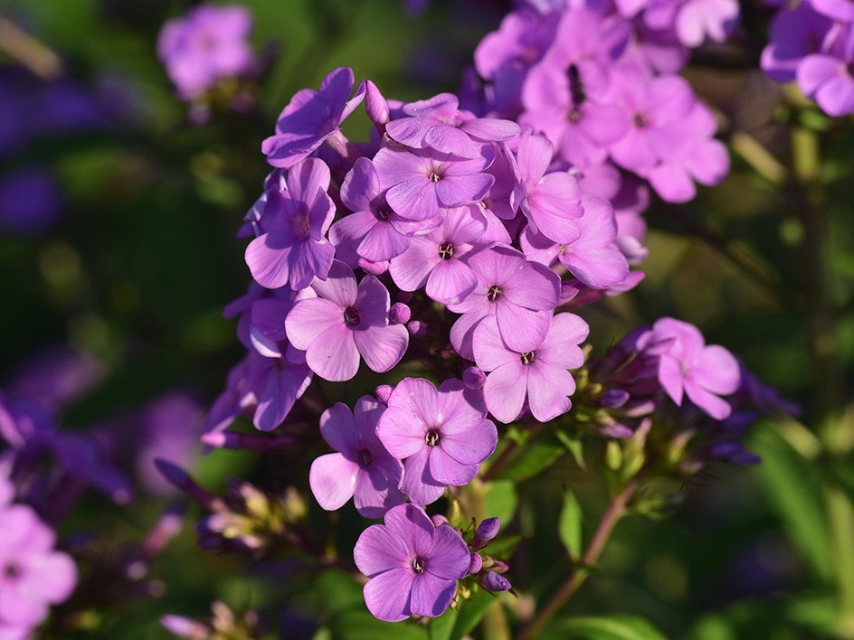 Gros plan sur une magnifique floraison de phlox pourpre.