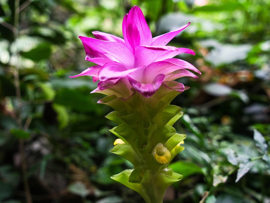 Un primo piano di un fiore di curcuma rosa e verde in un ambiente lussureggiante.