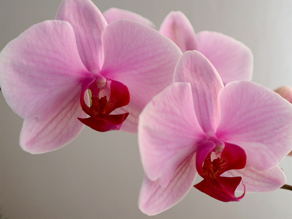 Due orchidee rosa con centri rosso vivo su uno sfondo chiaro.