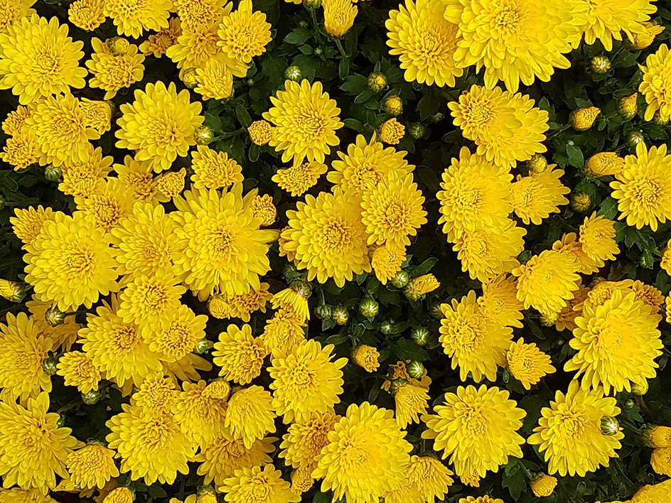 Nahaufnahme von leuchtend gelben Chrysanthemenblüten mit grünen Blättern.