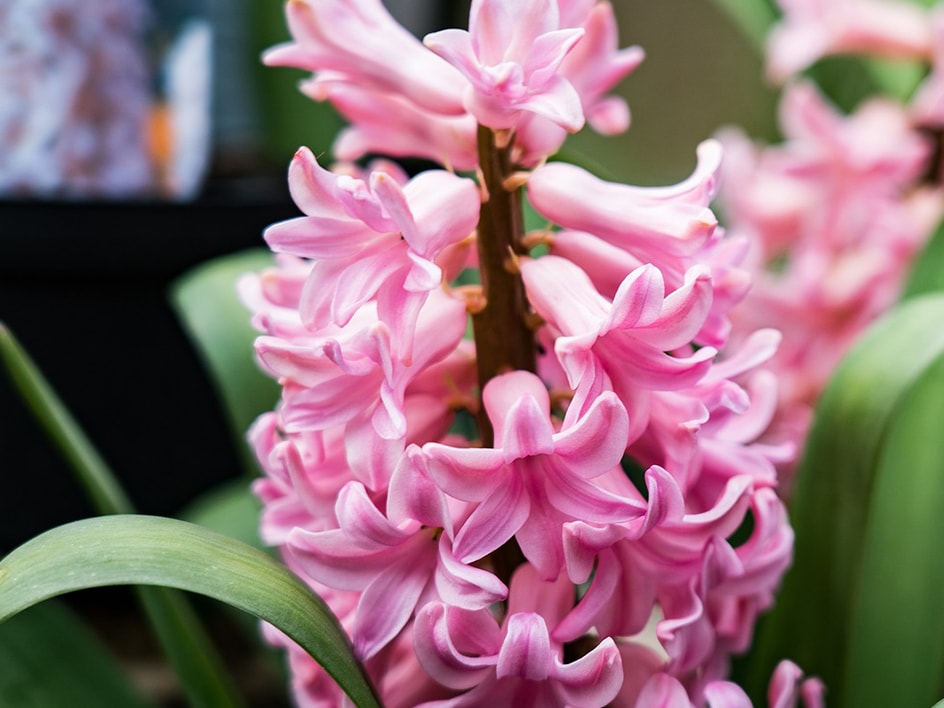Primo piano di un grappolo di giacinti rosa in fiore con foglie verdi.