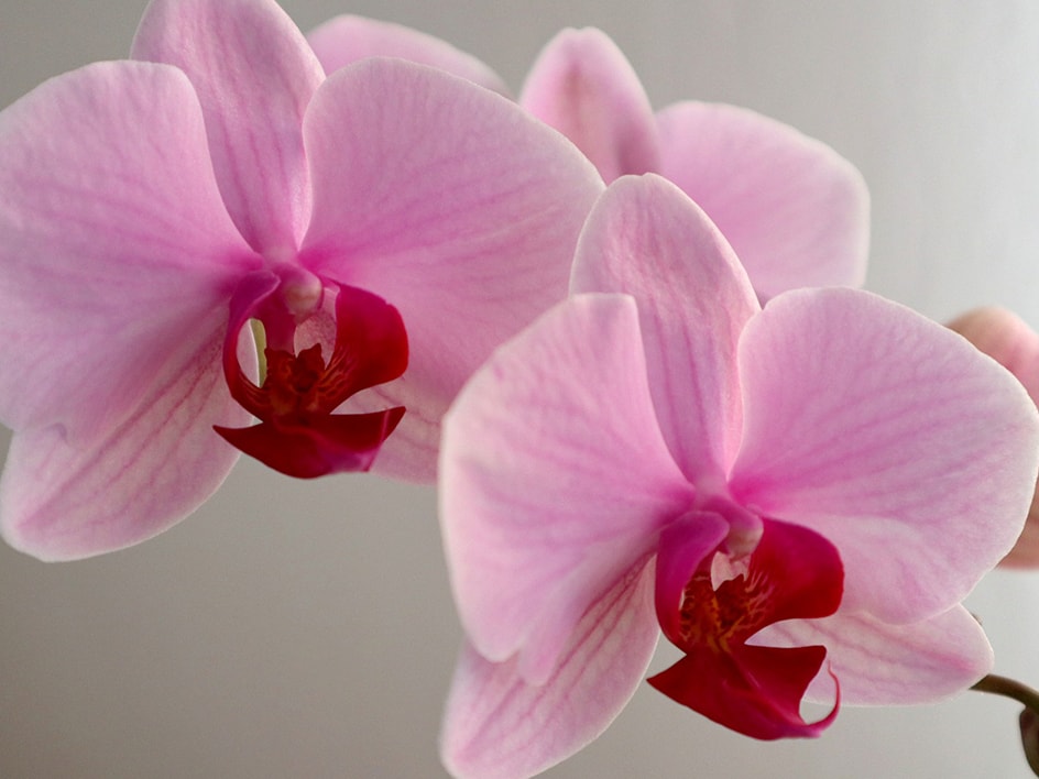 Zwei rosa Orchideen mit roten und violetten Zentren auf hellem Hintergrund.