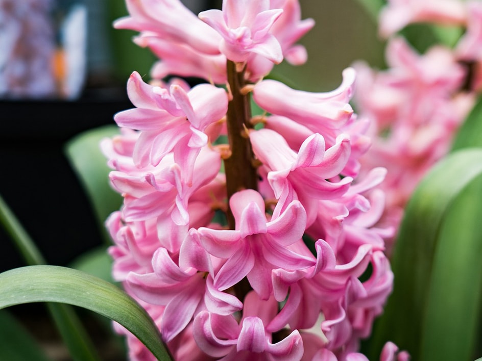 Nahaufnahme einer blühenden rosa Hyazinthenrispe.