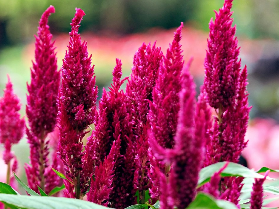 Leuchtend magentafarbene Celosia-Blüten in einem Garten.