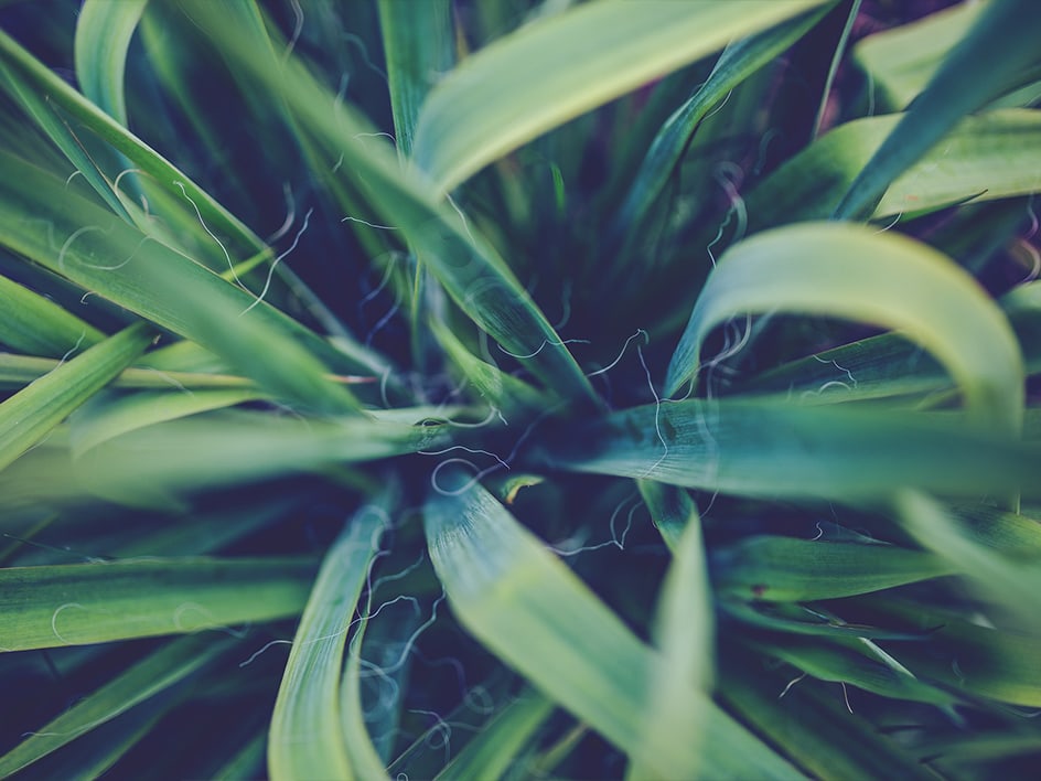 Fleurs et plantes