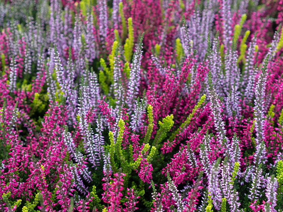 Plantes et fleurs