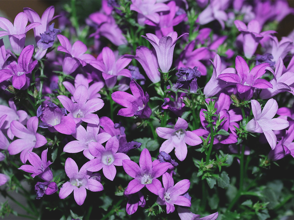 Plantes et fleurs