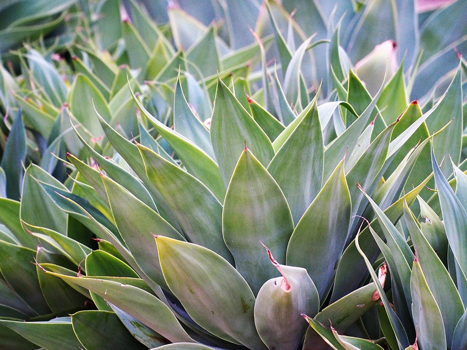Plantes et fleurs