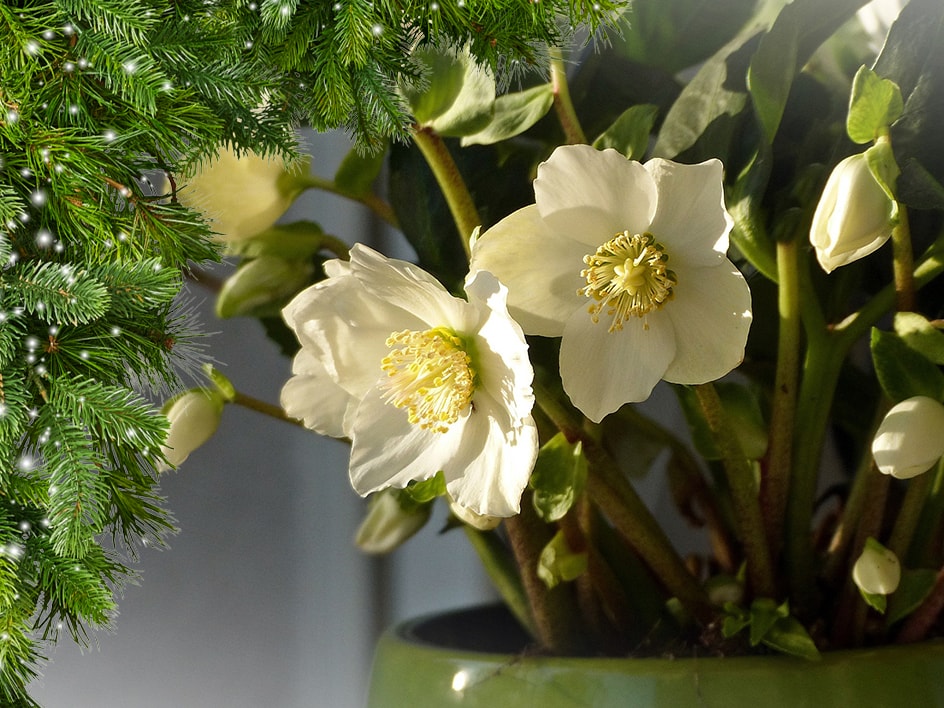 Piante e fiori