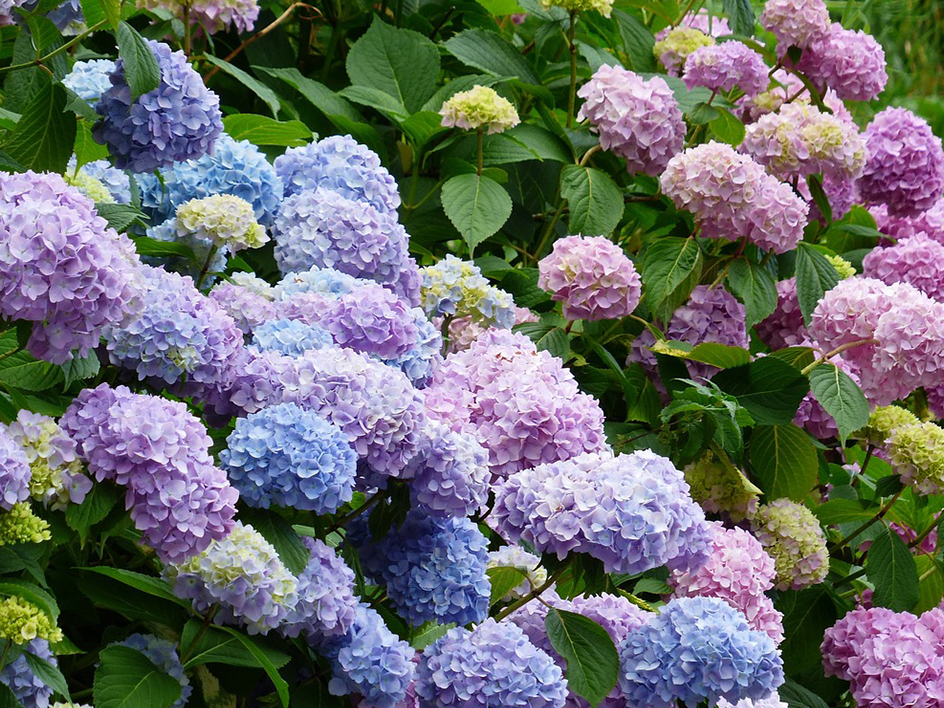 Piante e fiori