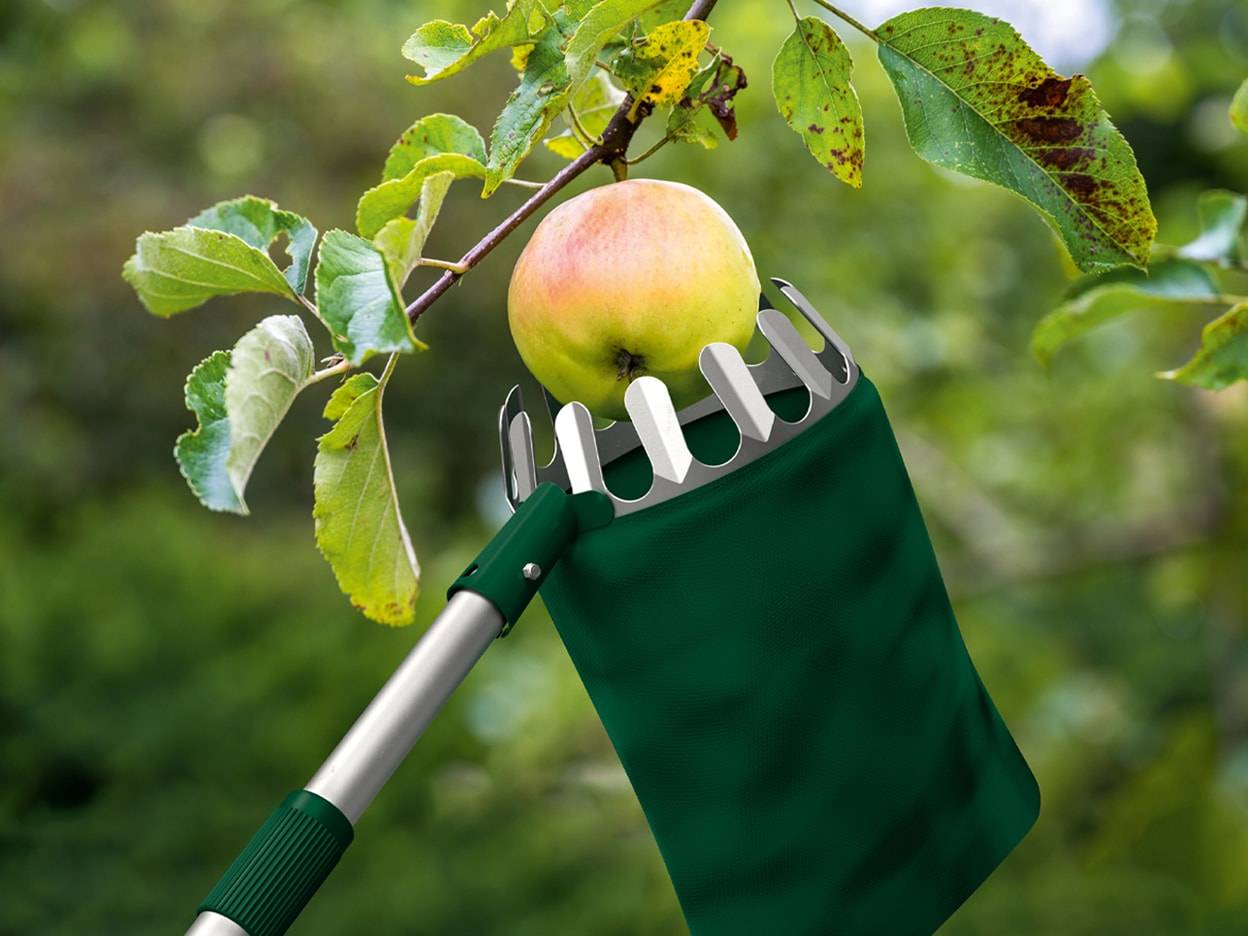 Eine Obstsammelhilfe mit langem Stiel und grünem Beutel erntet einen reifen Apfel von einem Obstbaum.