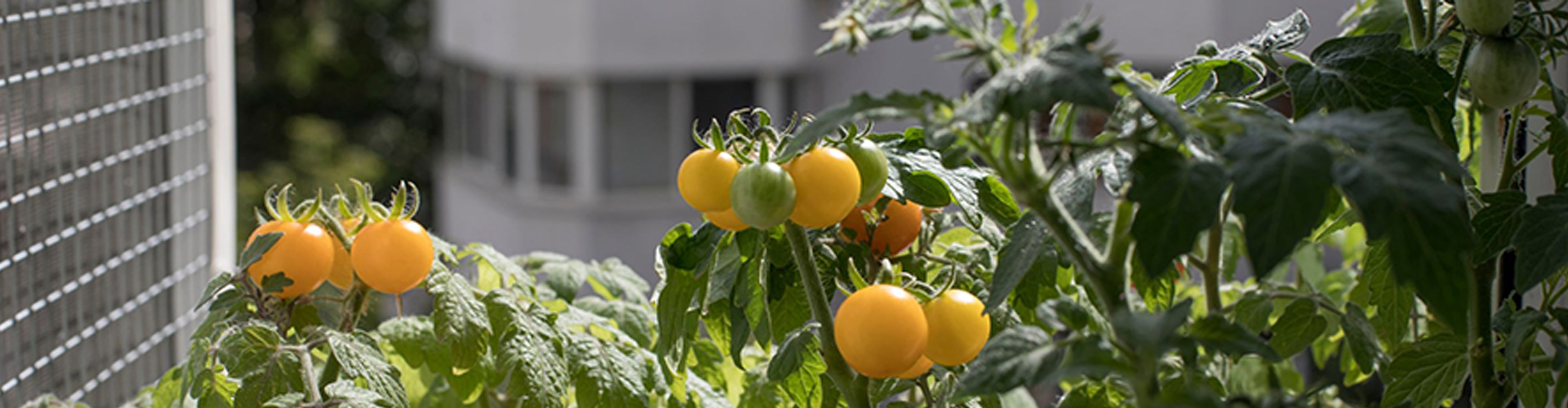 Jardinage urbain : des légumes sur votre balcon