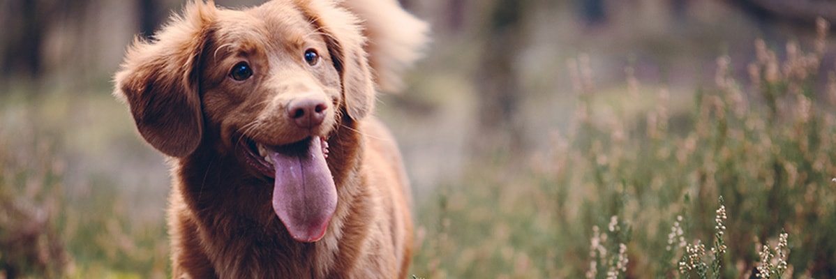 Un cane marrone felice all'aperto.