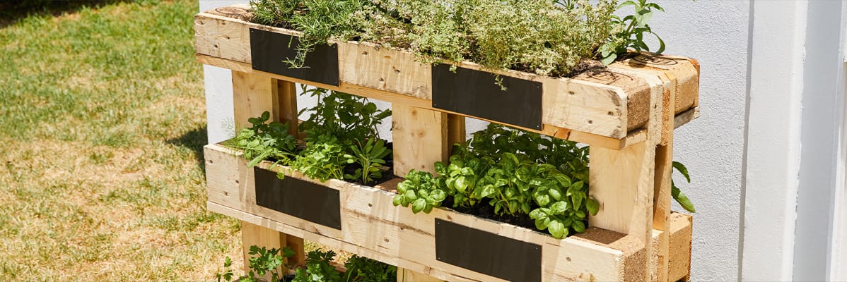 Erbe aromatiche in un orto verticale di pallet di legno.