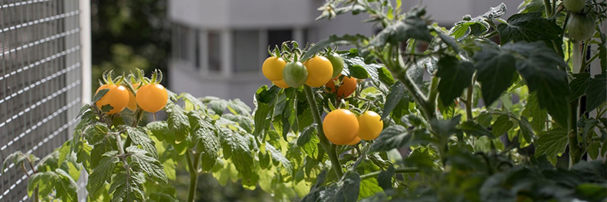 Gelbe Tomaten im Topf.