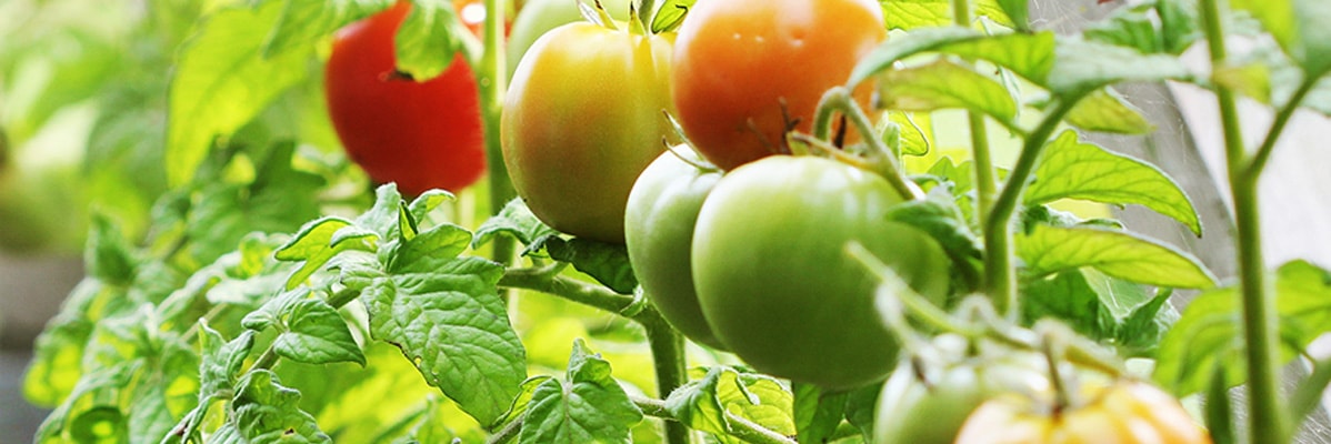 Pomodori a diversi stadi di maturazione su una pianta.