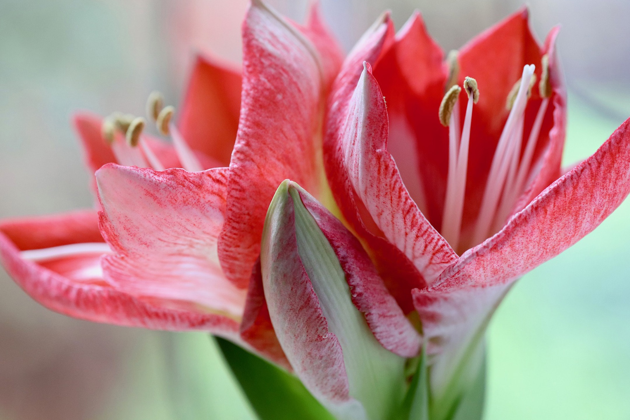 Nahaufnahme einer rot-weißen Amaryllisblüte mit sichtbaren Staubgefäßen.