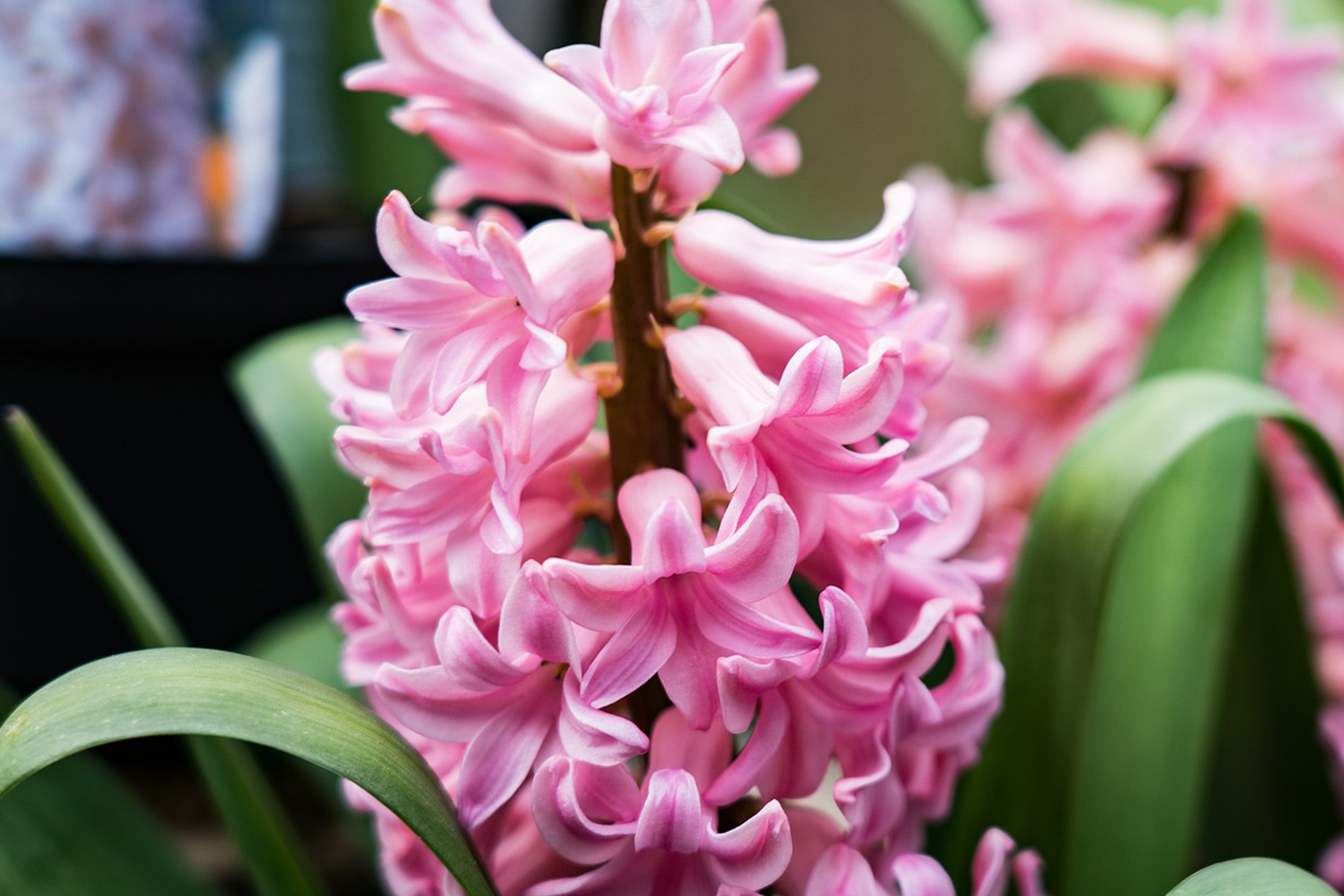 Nahaufnahme von blühenden rosa Hyazinthen mit grünen Blättern.