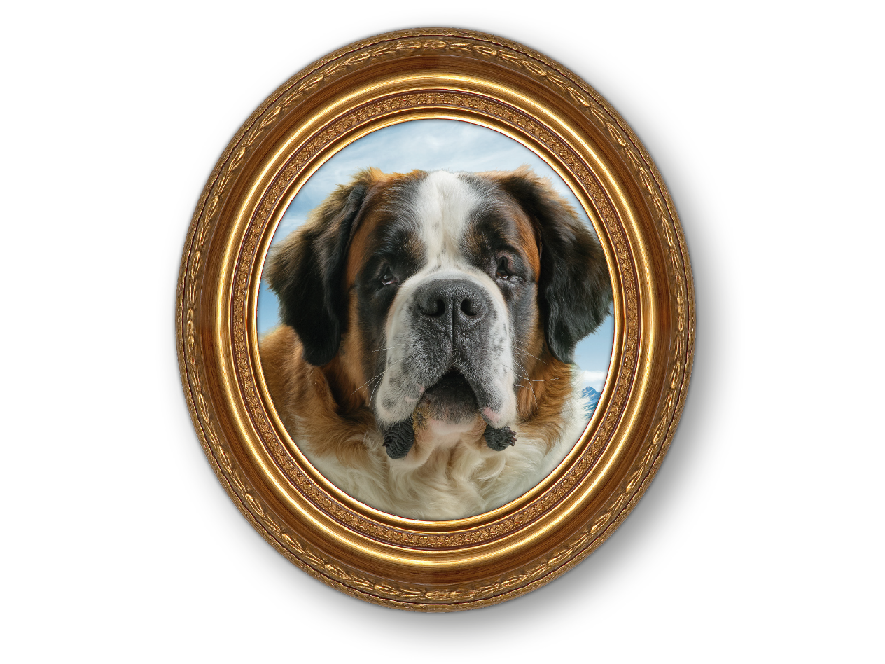Porträt eines Bernhardiners in einem goldenen Rahmen.