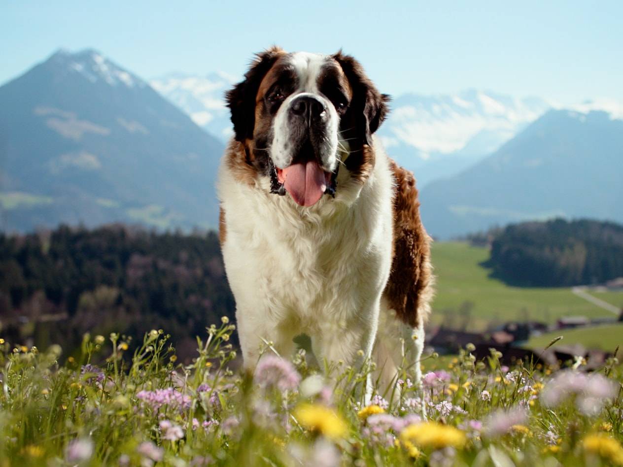 Ein glücklicher Bernhardiner steht in einem Blumenfeld vor einer Bergkulisse.