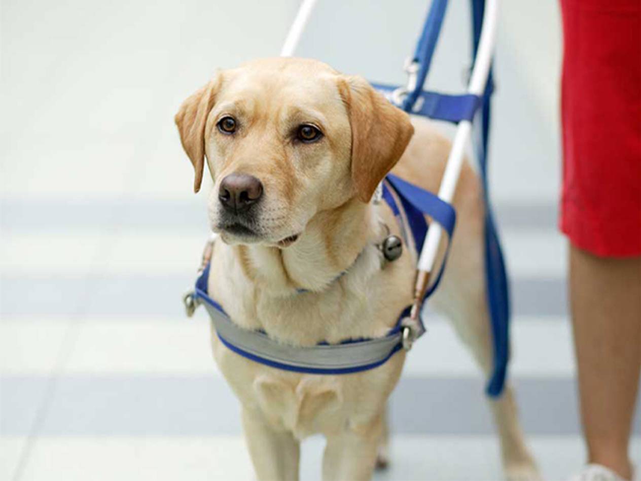 I cani da assistenza e per persone non vedenti da noi sono i benvenuti