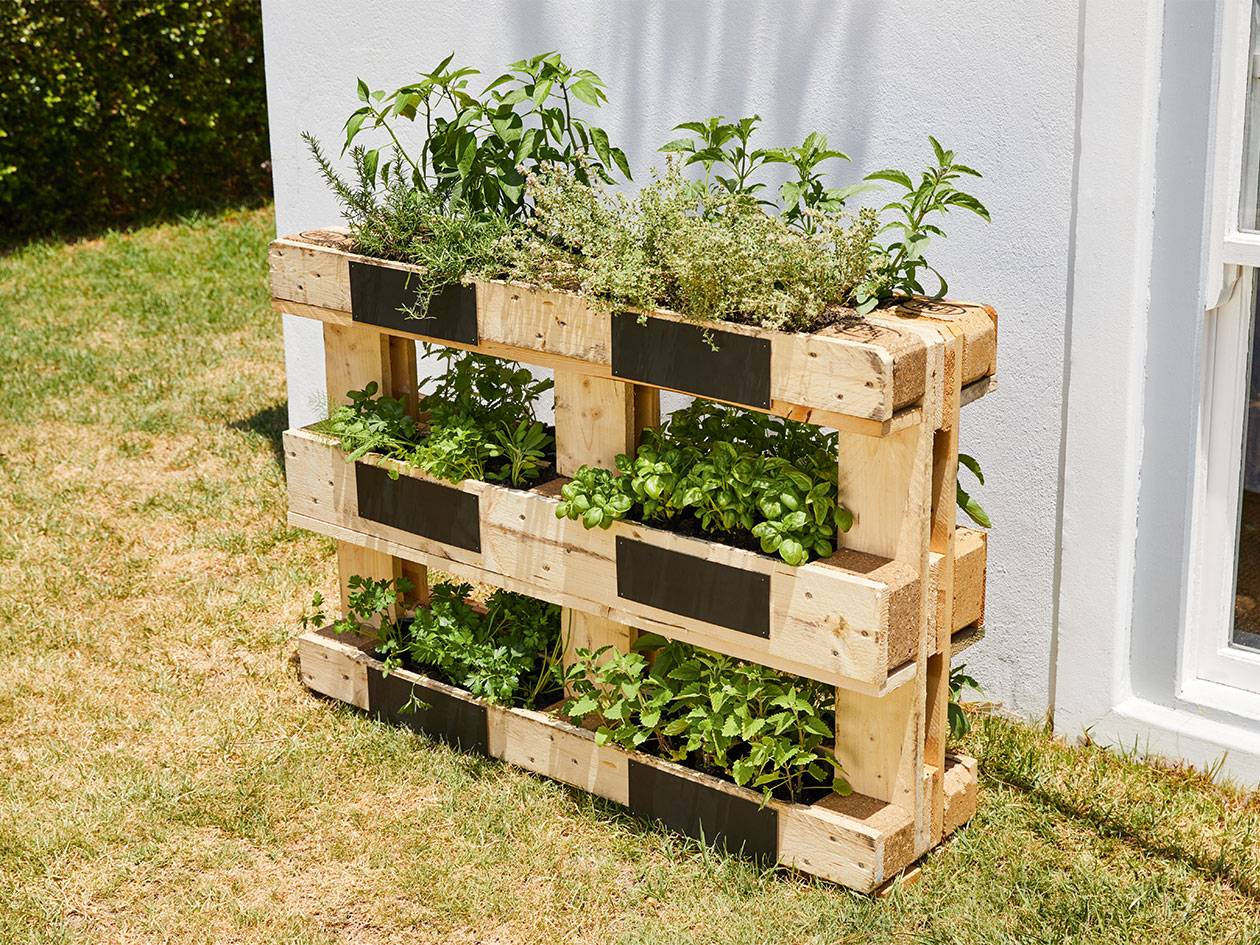 Jardin d’herbes aromatiques avec des palettes