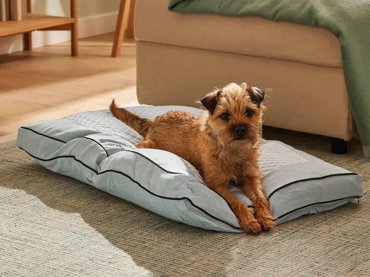 Un petit chien marron est allongé sur un coussin pour chien bleu clair avec passepoil noir sur un tapis.